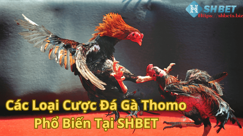 Các Loại Cược Đá Gà Thomo Phổ Biến Tại SHBET