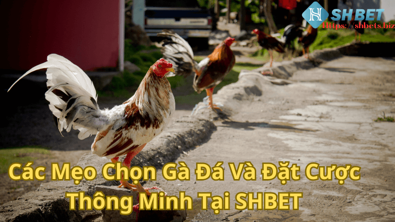 Các Mẹo Chọn Gà Đá Và Đặt Cược Thông Minh Tại SHBET