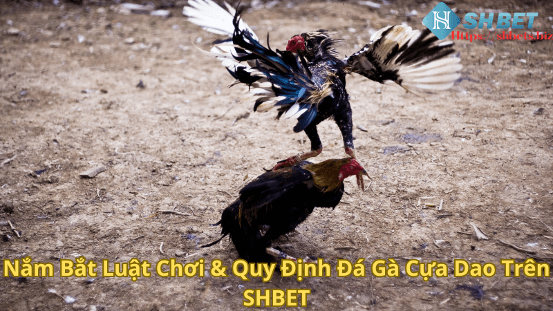 Nắm Bắt Luật Chơi & Quy Định Đá Gà Cựa Dao Trên SHBET