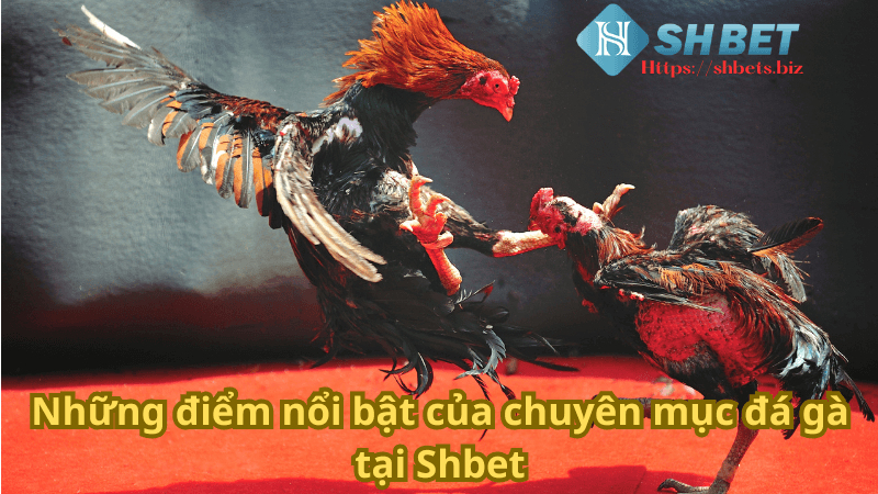 Những điểm nổi bật của chuyên mục đá gà tại Shbet